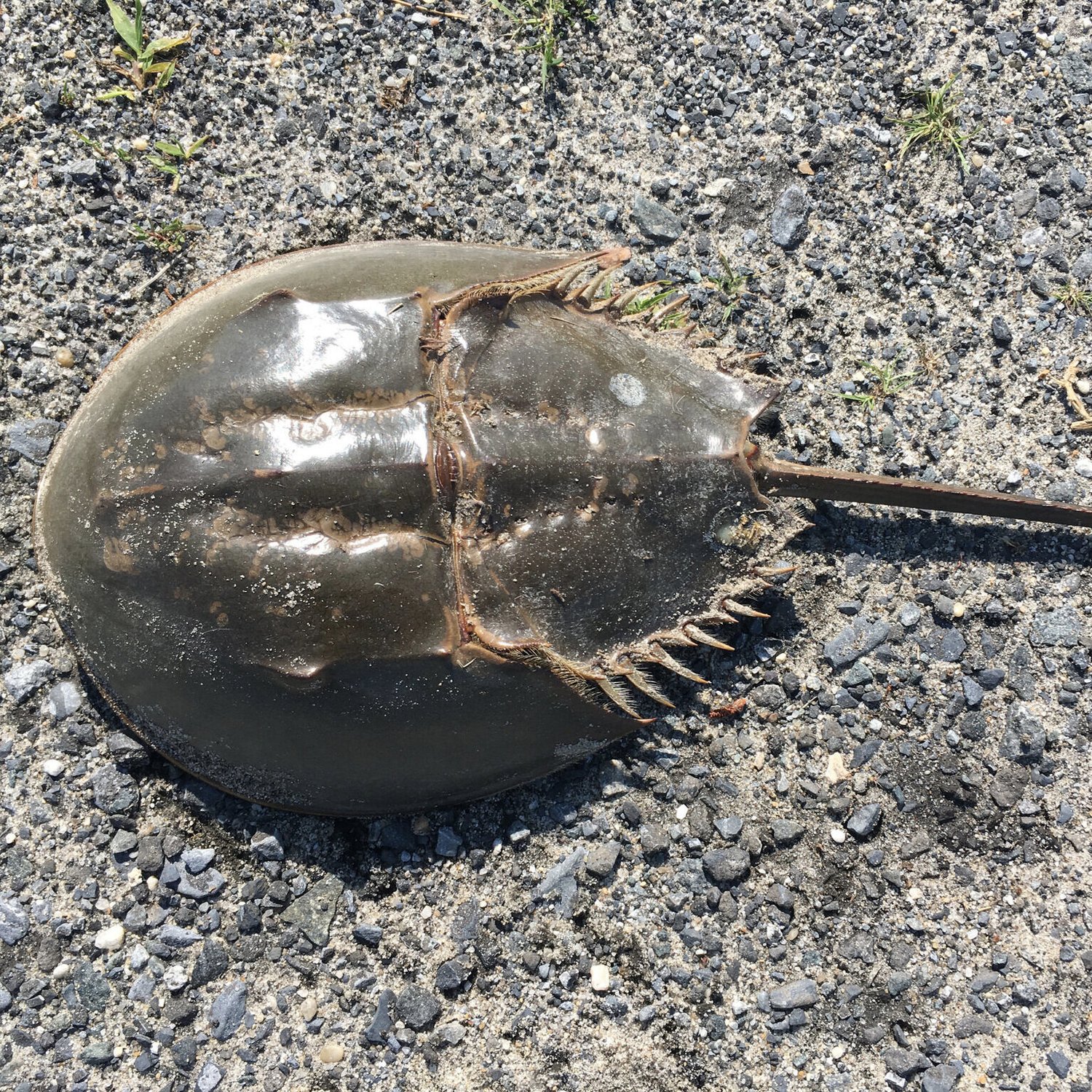 Horseshoe Crabs