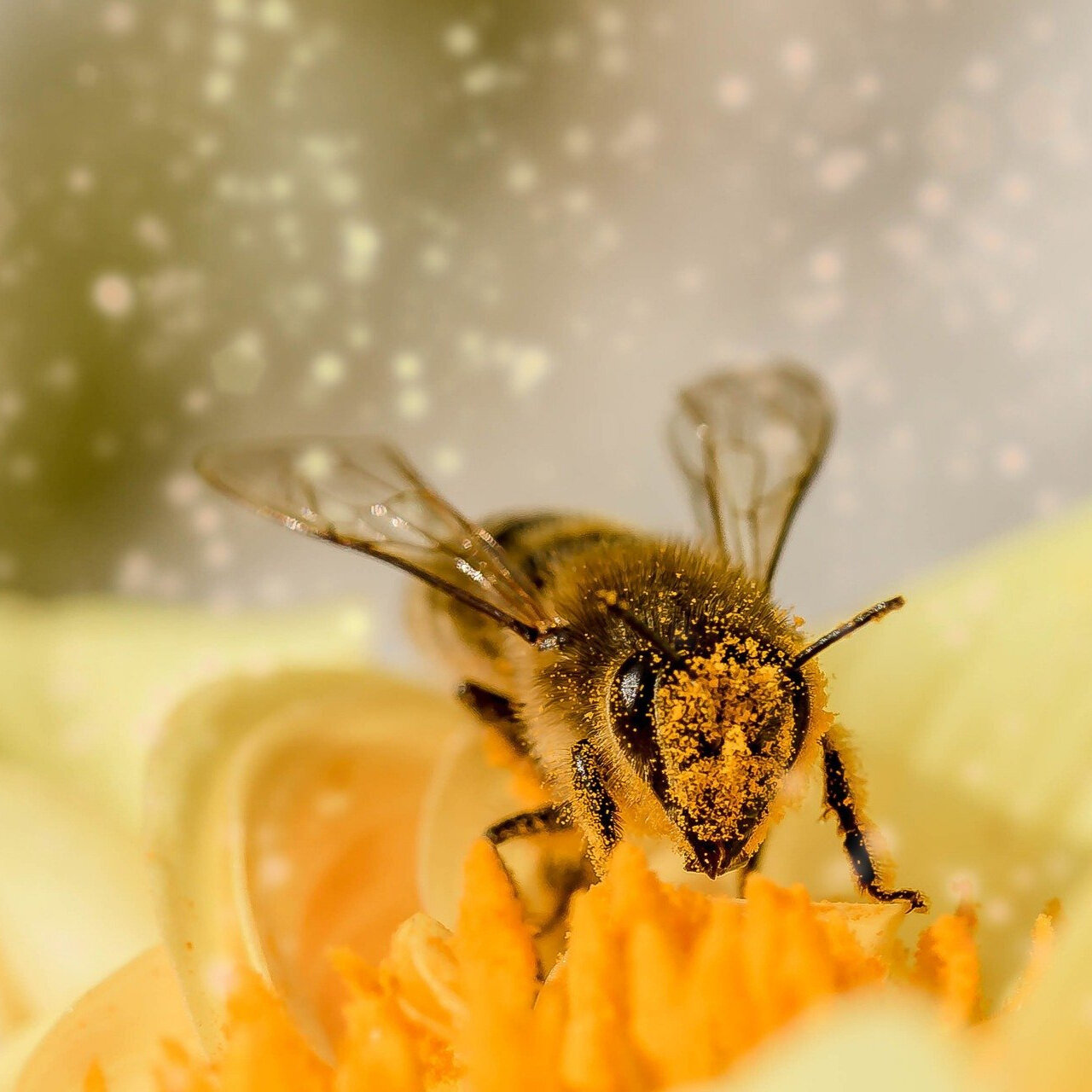 Honey Bees