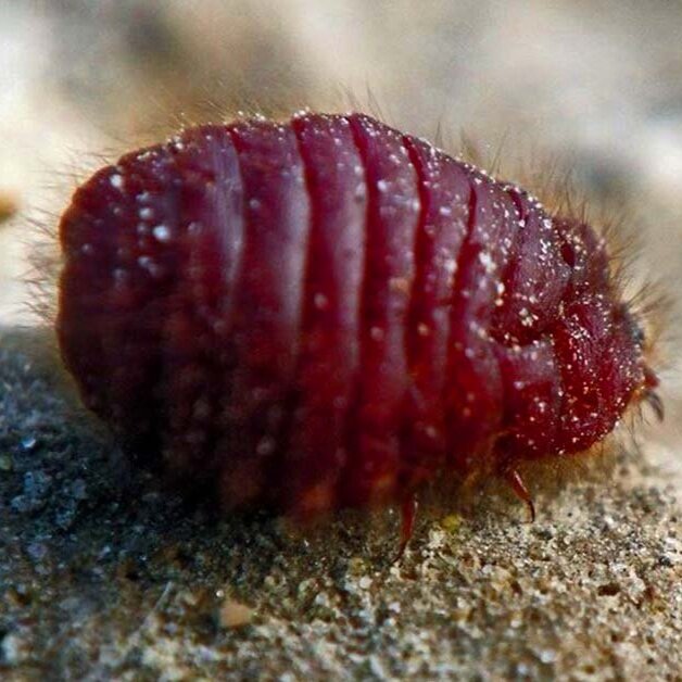 Cochineals