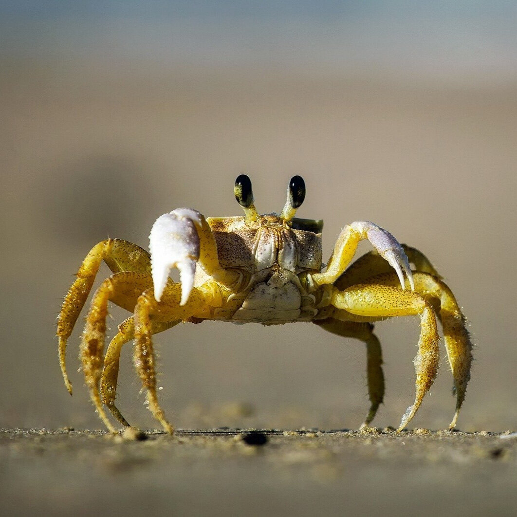 Crabs