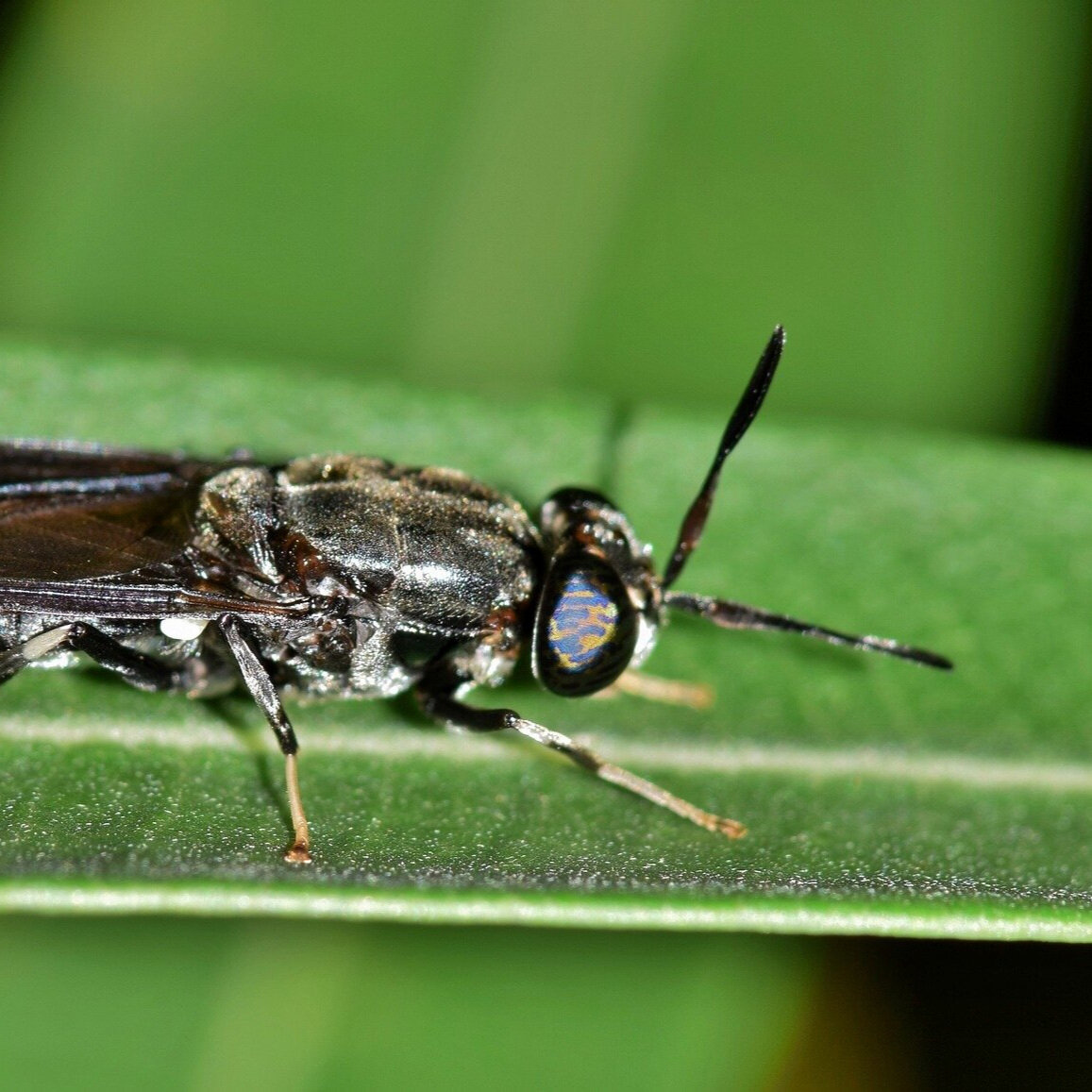 Black Soldier Flies