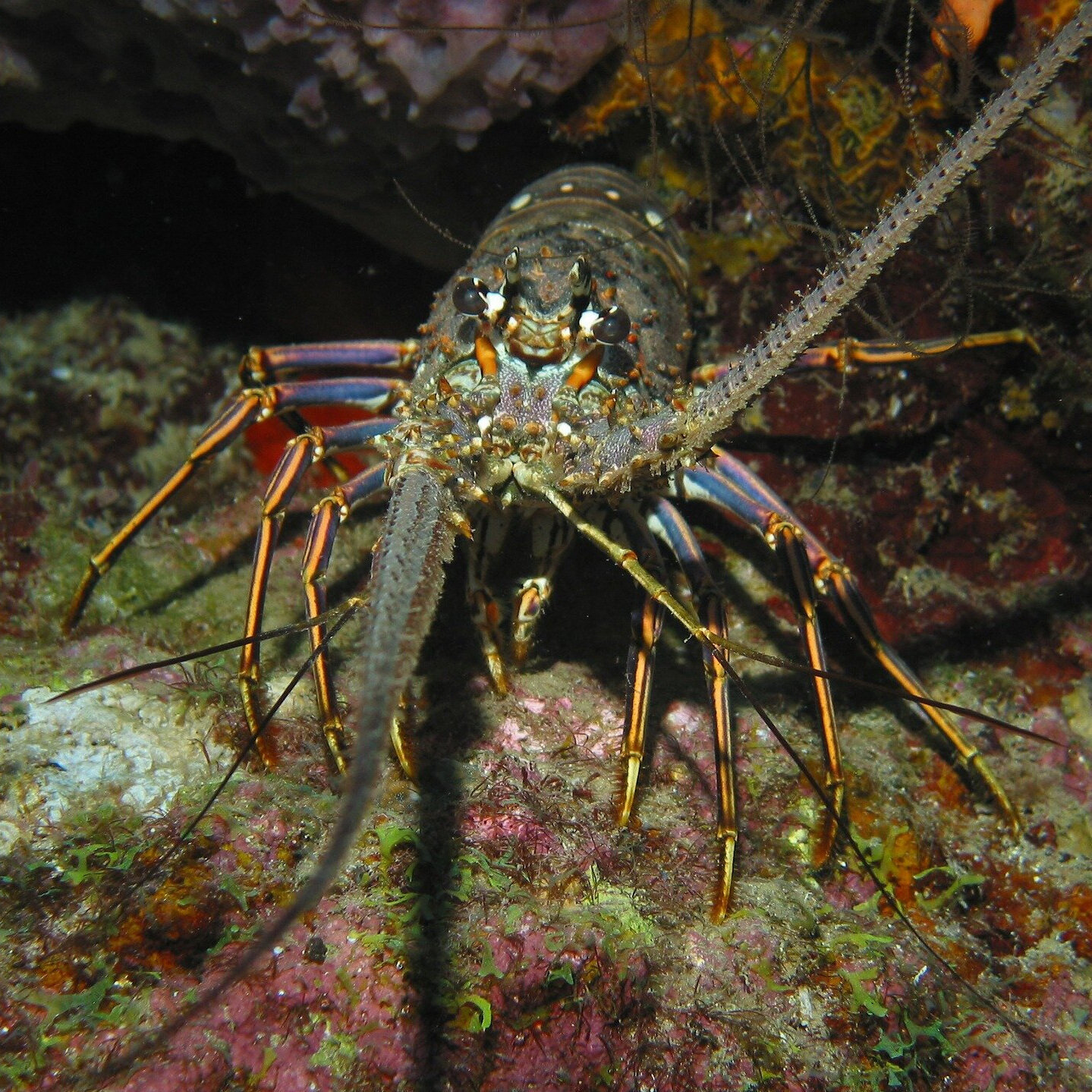 Lobsters and Crawfish