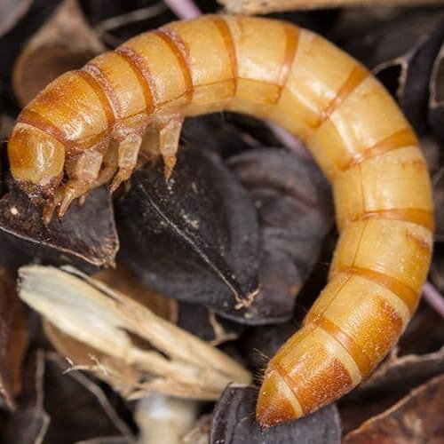 Mealworms