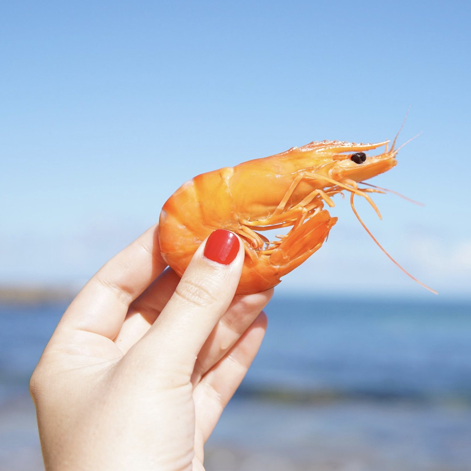 Shrimp and Prawns