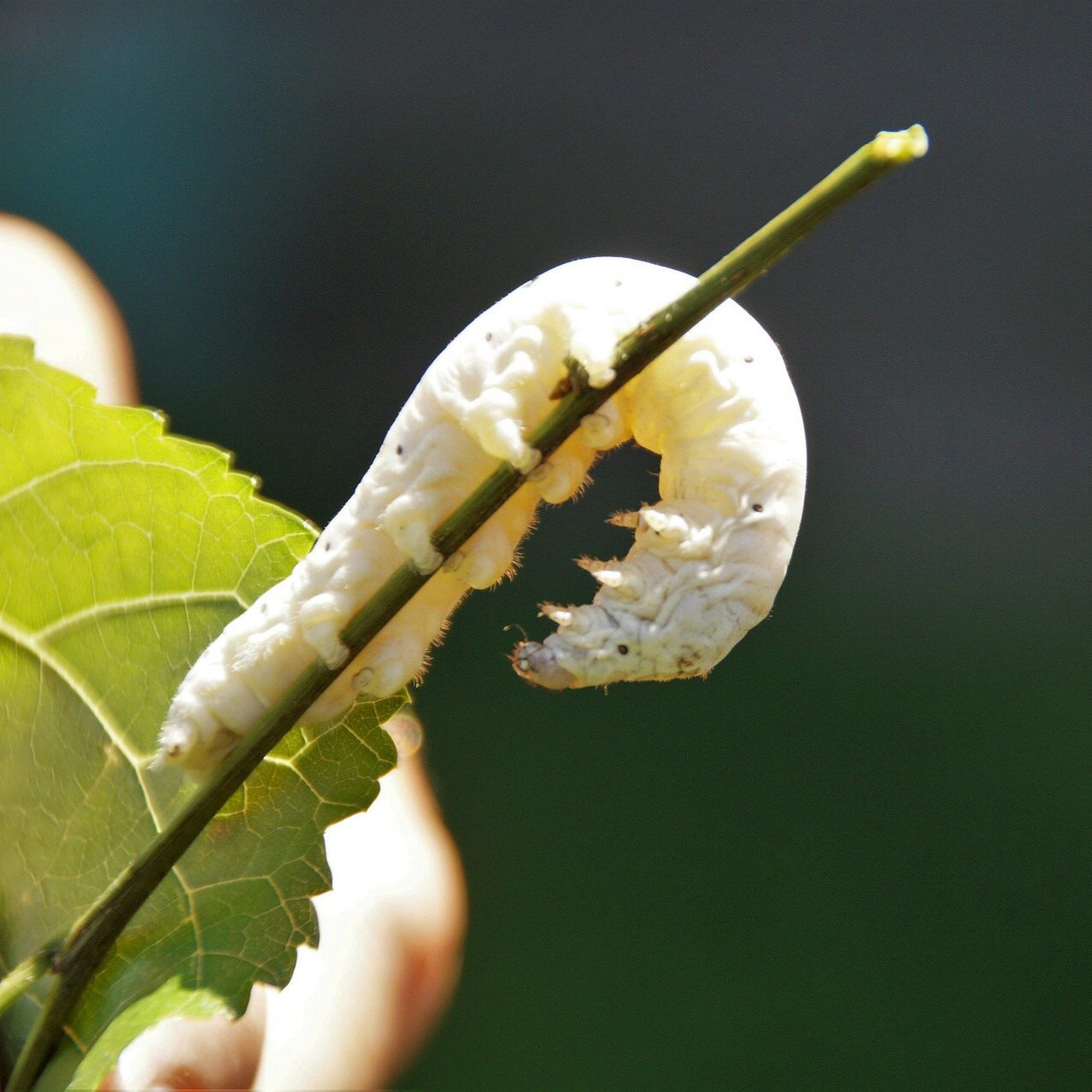 Silkworms