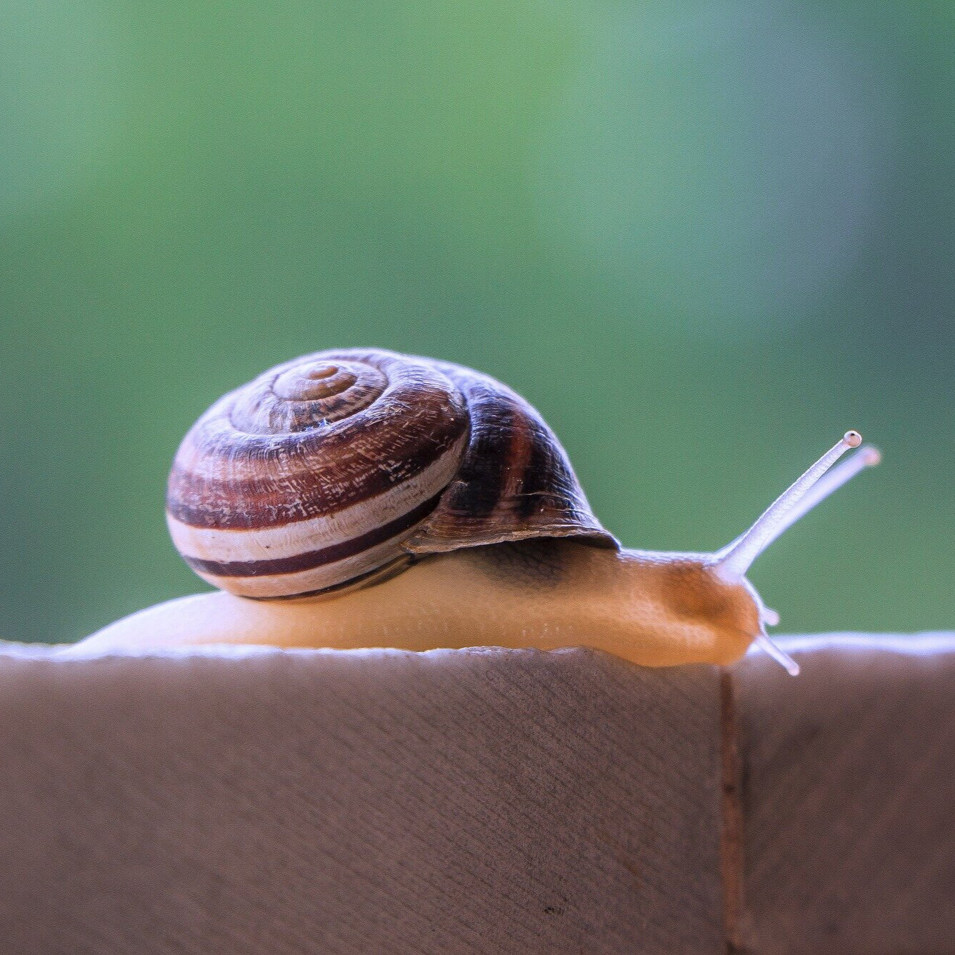 Snails