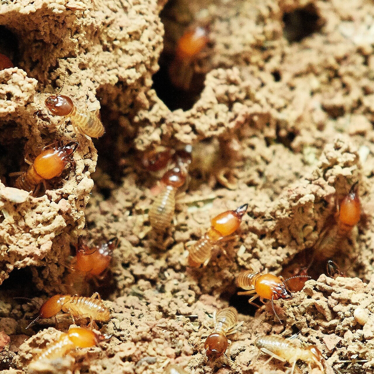 Termites