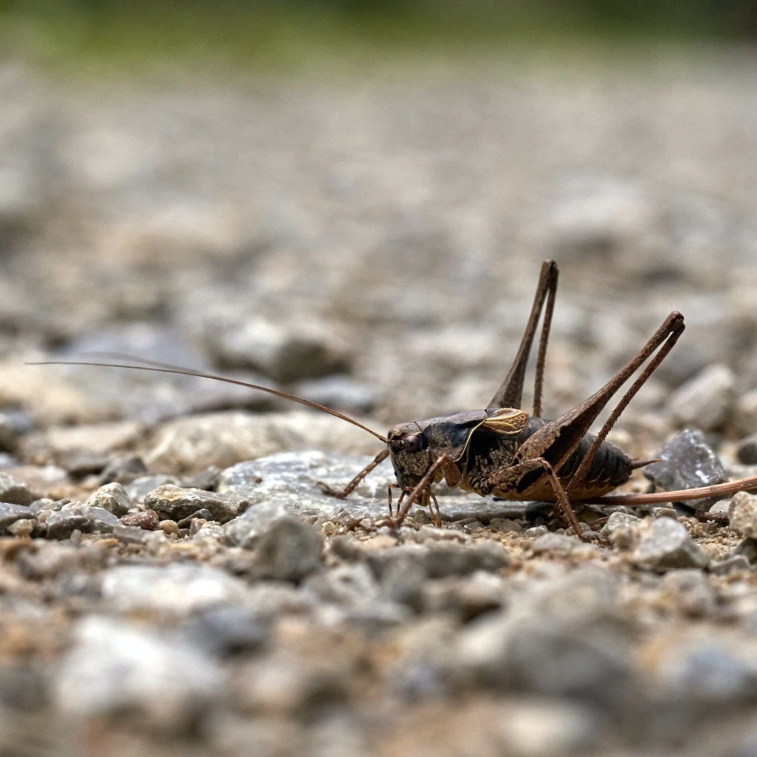 Crickets and Grasshoppers